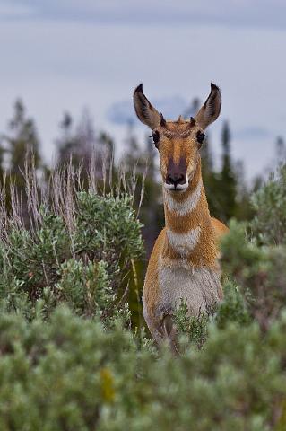 049 Grand Teton NP, Pronghorn.jpg